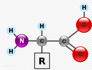 Why are amino acids important