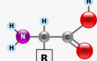 Why are amino acids important